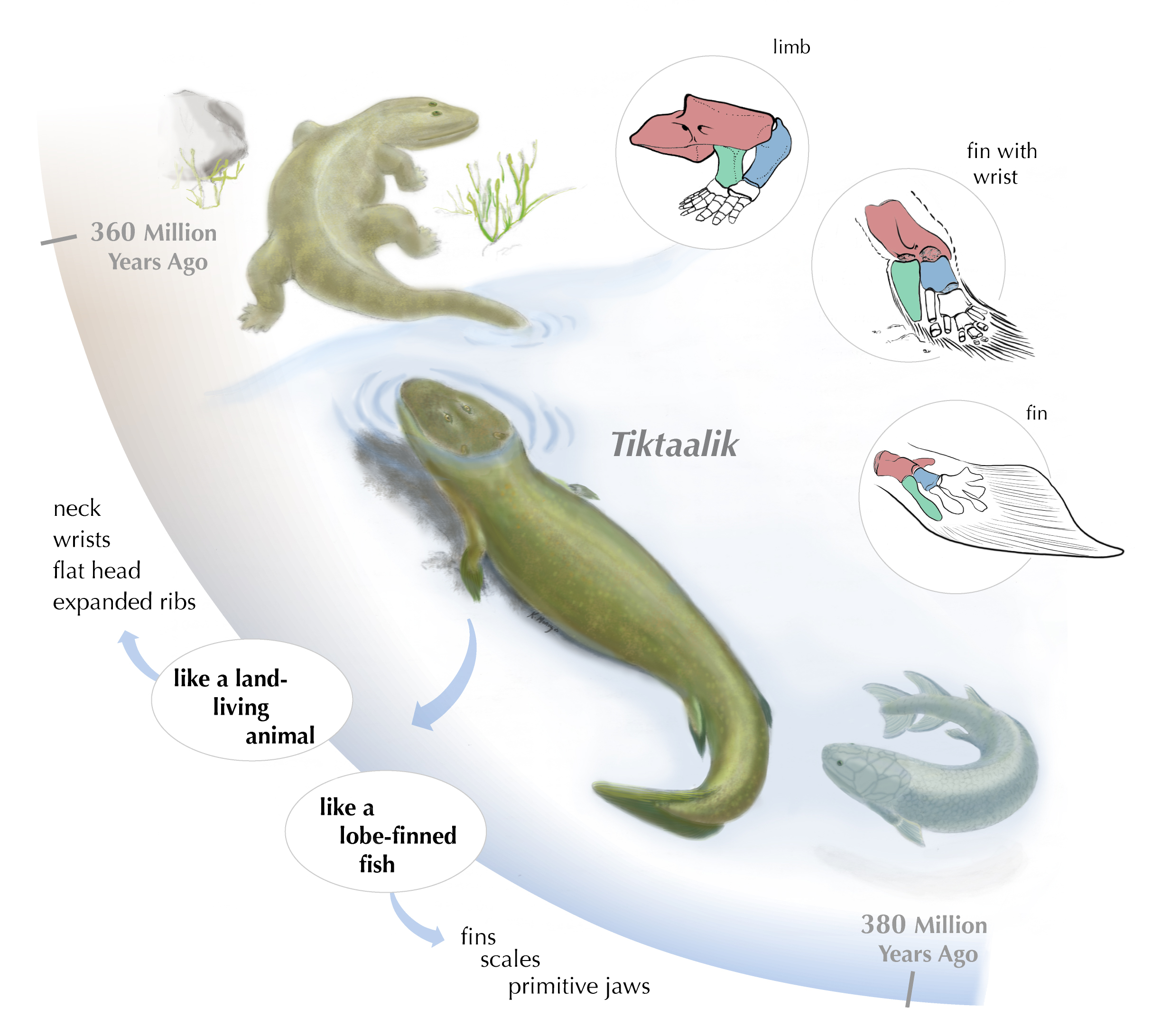 Tiktaalik roseae